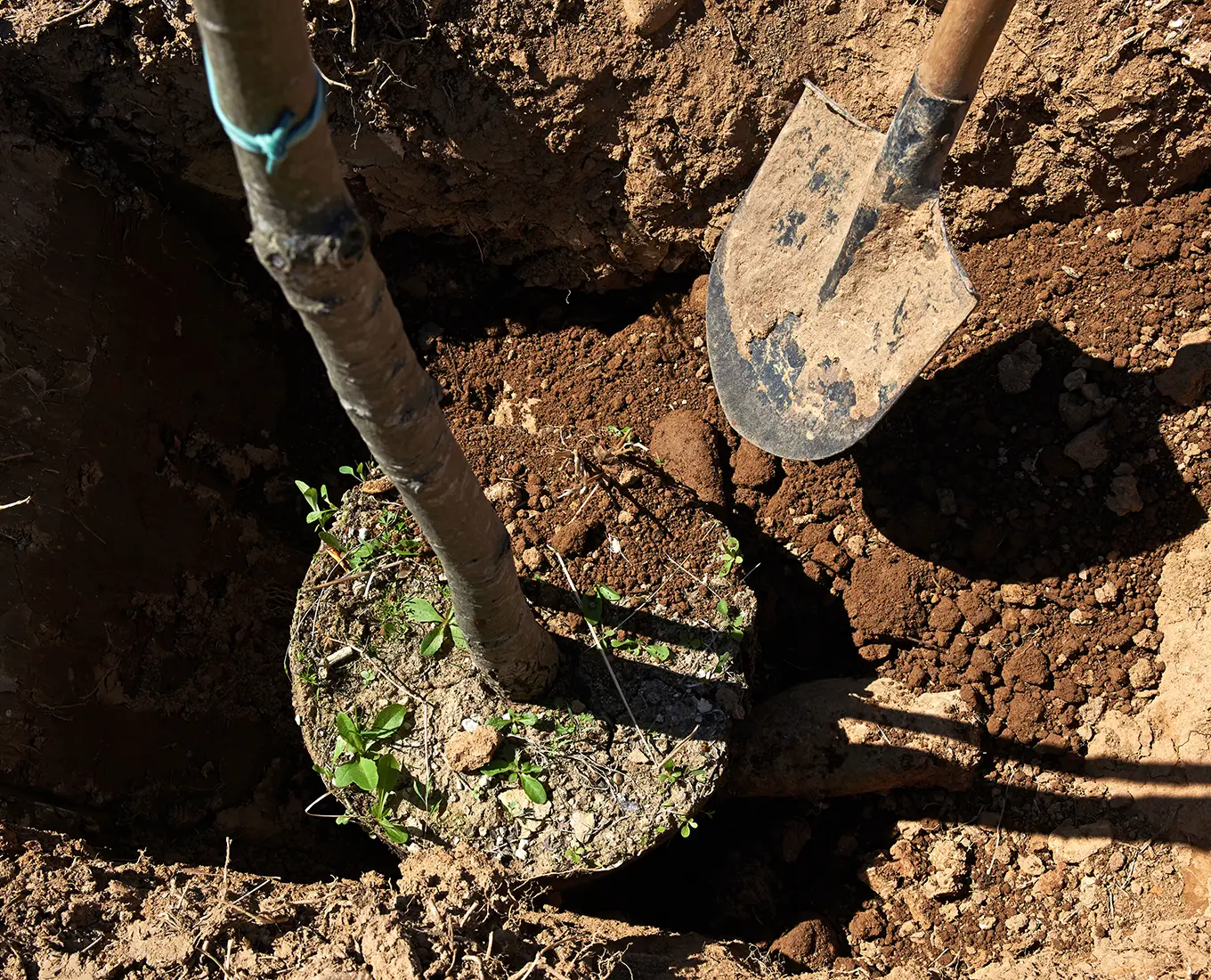 Tree and Shrub planted by Arizmendi Brothers in edwardsville il