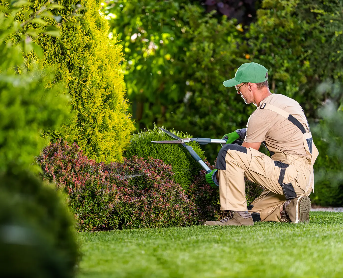 Pruning, Trimming & Shrub Maintenance done by Arizmendi Brothers in edwardsville il