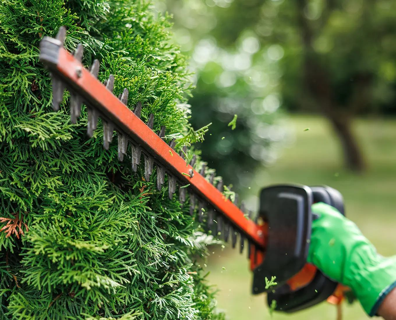 Tree and Bush Trimming Services provided by Arizmendi Brothers in edwardsville il